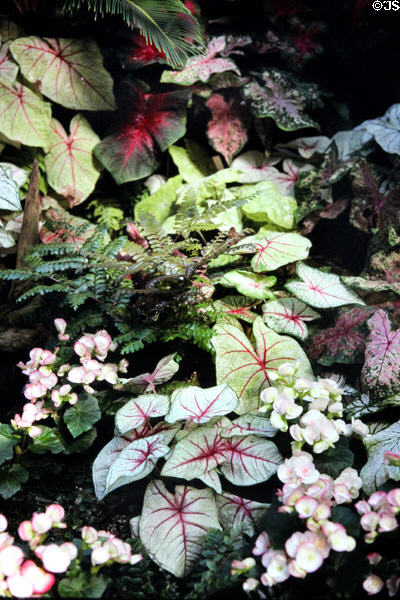 Tropical plants at Palm Gardens. Frankfurt am Main, Germany.