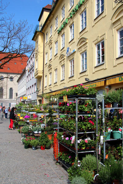 Garden plants for sale at Viktualienmarkt. Munich, Germany.