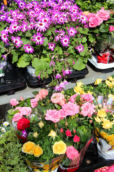 Garden plants for sale at Viktualienmarkt. Munich, Germany.
