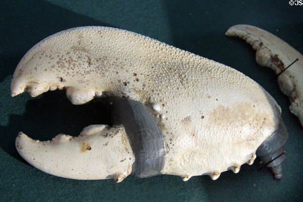 German powder flask (18thC) made from lobster claw at German Hunting & Fishing Museum. Munich, Germany.