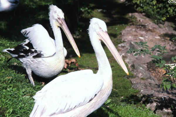 Pelicans at Berlin Zoo. Berlin, Germany.