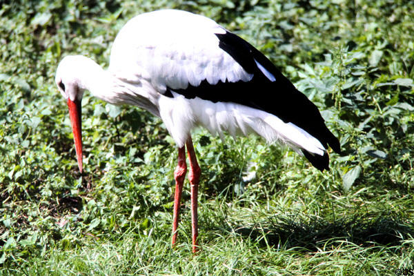 Stork at Berlin Zoo. Berlin, Germany.