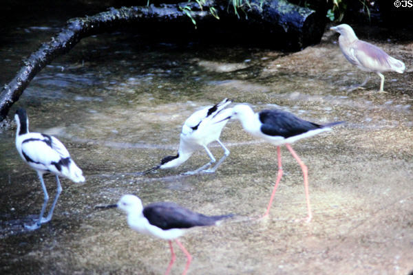 Pied Avocet & Black-winged Stilt among shorebirds at Berlin Zoo. Berlin, Germany.