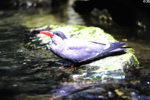 Inca Tern at Berlin Zoo. Berlin, Germany.