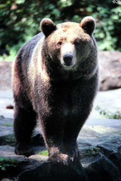 Brown bear at Berlin Zoo. Berlin, Germany.