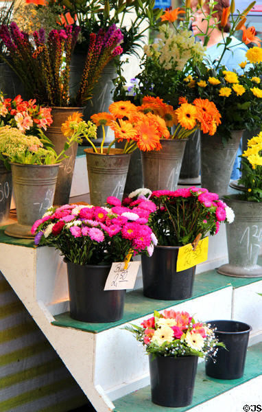 Flowers in Marketplace at Lübeck Rathaus. Lübeck, Germany.