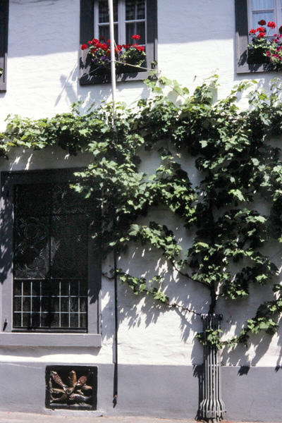 Vine and flower boxes on village building. Zons, Germany.