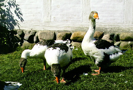 Geese inhabit the Open Air Museum in Århus. Denmark.