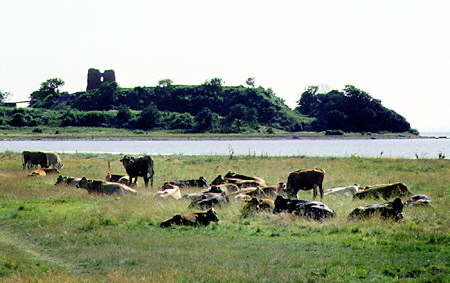 Kalø Slot, a ruined 1314 castle by the sea on the way to Ebeltoft. Denmark.