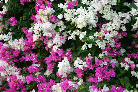 Floral display in Roseau. Dominica.