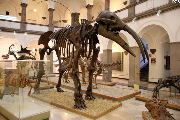 Gallery of Munich Paleontology Museum. Munich, Germany.