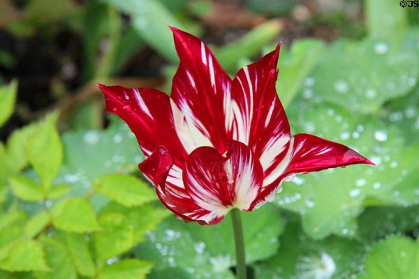 Tulip at Lenbachhaus. Munich, Germany.