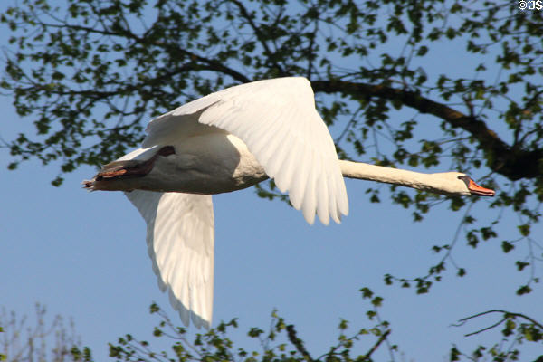 Swan in flight at Oberschleißheim Palaces. Munich, Germany.