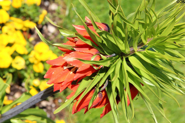 Flower display at Oberschleißheim Palaces. Munich, Germany.