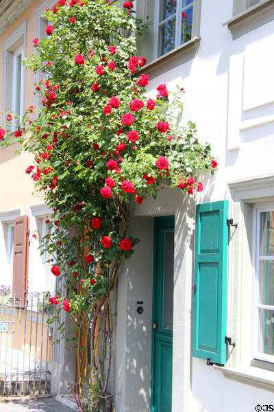 Rose covered doorway in old town Bamberg. Bamberg, Germany.