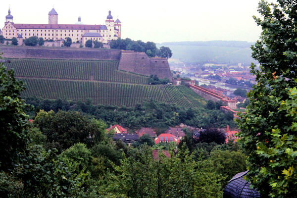 Vineyards on the slopes below Fortress Marienberg. Würzburg, Germany.