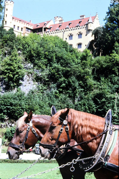 Horses below Hohenschwangau Castle. Füssen, Germany.