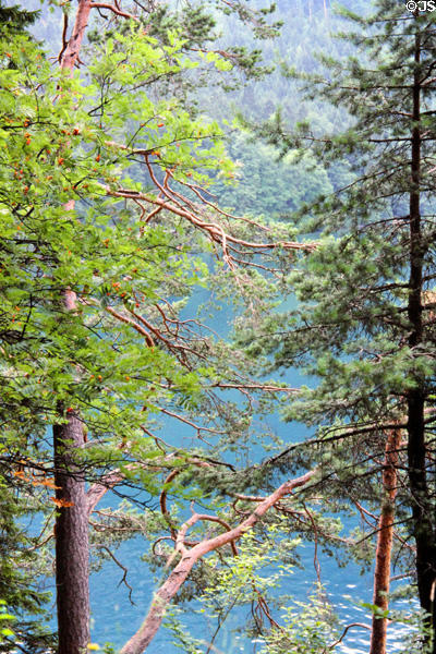 Evergreen trees around Hohenschwangau Alpsee. Füssen, Germany.