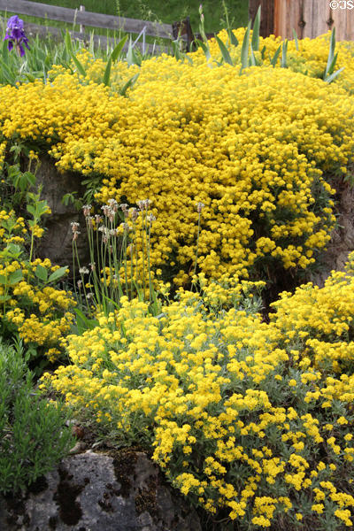 Yellow flowers & irises spilling over rock wall. Füssen, Germany.