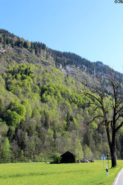 Steep wooded hillside near Linderhof Castle. Ettal, Germany.