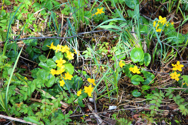 Wild flowers near Linderhof Castle. Ettal, Germany.