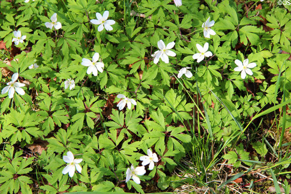 Wild flowers near Linderhof Castle. Ettal, Germany.