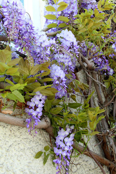 Wisteria blossoms climbing along wall. Isny im Allgäu, Germany.