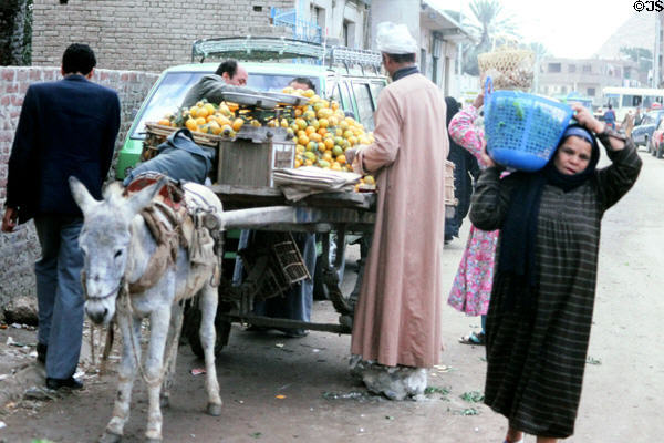 Donkey cart with oranges in Giza. Egypt.