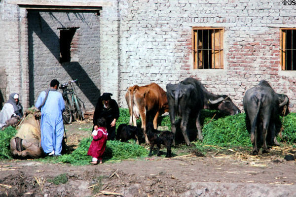 Oxen in streets of Giza. Egypt.
