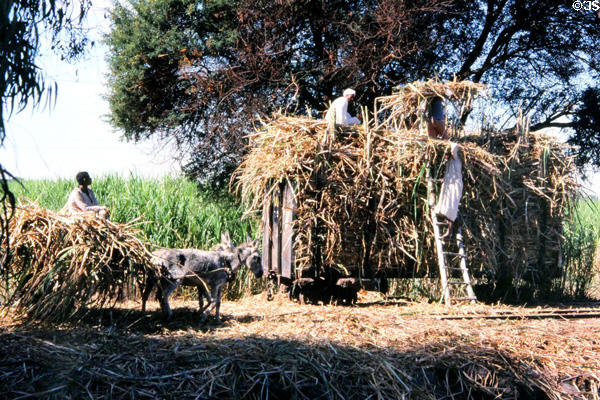 Loading sugar cane onto rail car. Egypt.