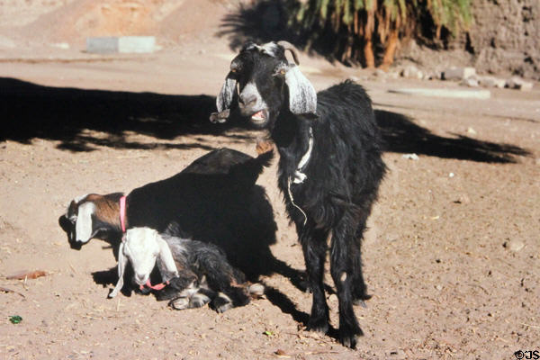 Goats at Temple of Karnak. Egypt.