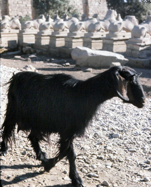 Goat at Temple of Karnak. Egypt.