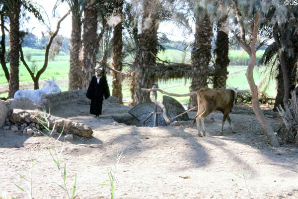 Water pump driven by cow walking in circles beside road from Luxor to Aswan. Egypt.