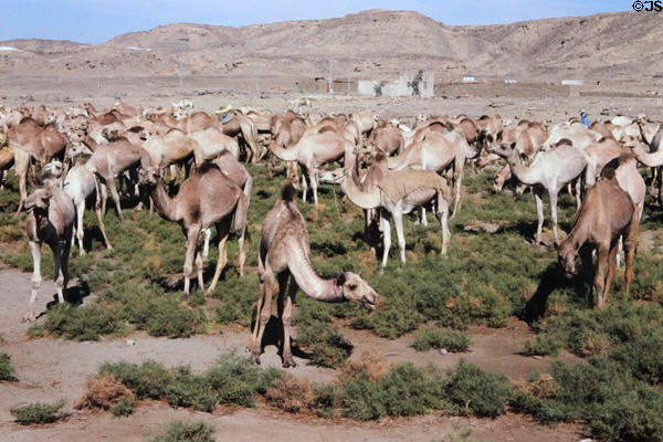 Camel market south of Esna. Egypt.