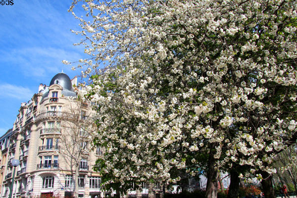 Flowering tree in Marais beside typical residential building. Paris, France.