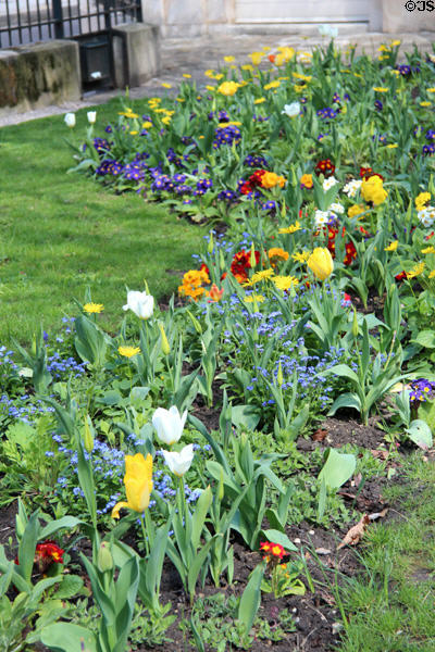 Tulips in le Marais neighborhood. Paris, France.
