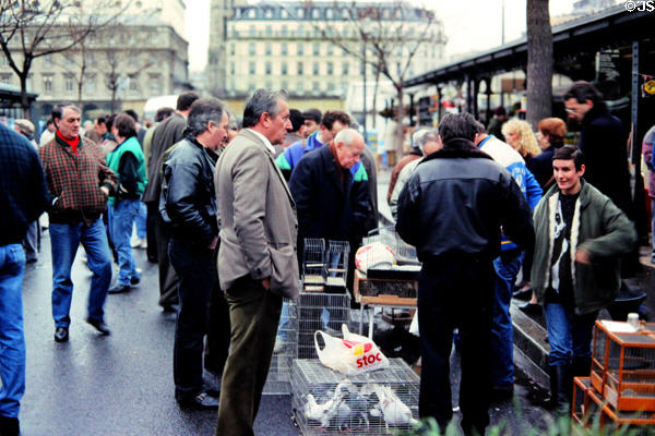 Sunday bird market on Isle de la Cité. Paris, France.