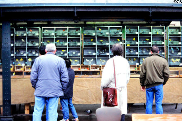 Sunday bird market on Isle de la Cité. Paris, France.