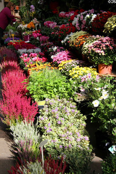 Cité Flower Market stalls. Paris, France.