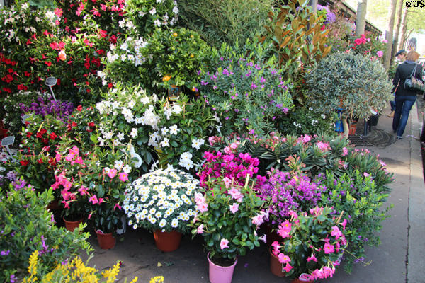 Cité Flower Market stalls. Paris, France.