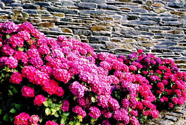 Hydrangeas in Brittany. France.