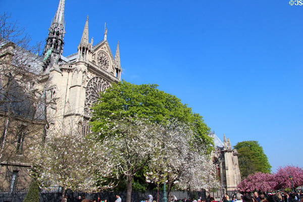 Flowering trees along Notre Dame Cathedral. Paris, France.