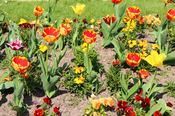 Flower bed at Luxembourg Gardens. Paris, France.