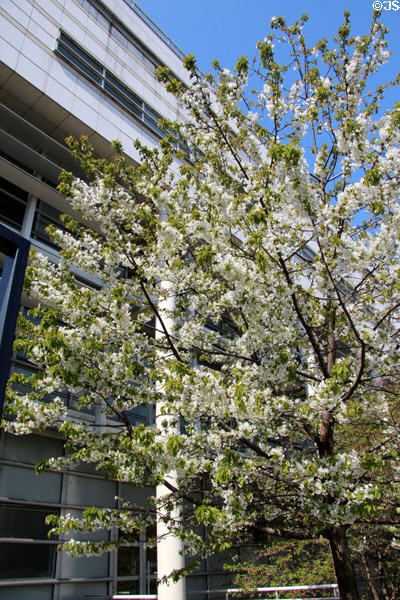 Flowering tree on Boulevard Vincent Auriol. Paris, France.
