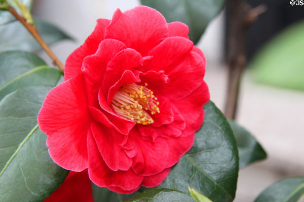 Camellia flower on Montmartre. Paris, France.