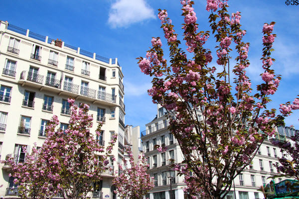 Flowering trees at Paris City Hall. Paris, France.