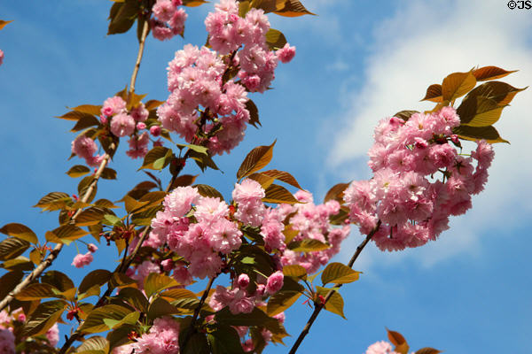 Flowering tree at Paris City Hall. Paris, France.