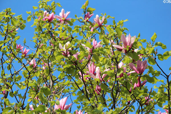 Flowering tree in garden at Palais Royale. Paris, France.