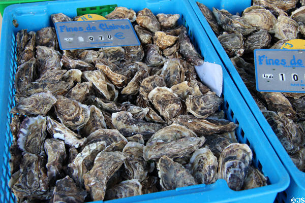 Shop trays with oysters. Paris, France.