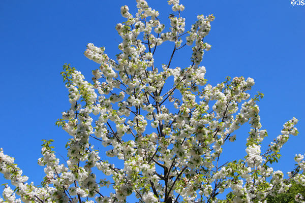 Flowering tree in garden of Rodin Museum. Paris, France.